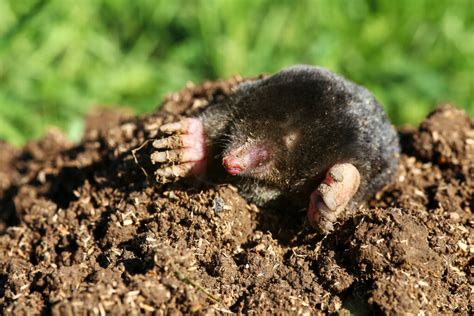 imagenes de un topo|ejemplos de topos.